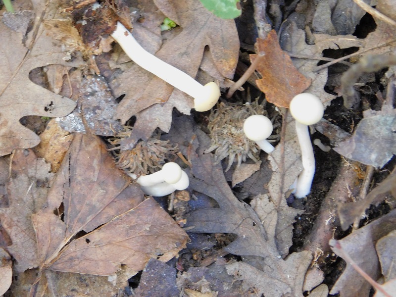 10 Fotogr.il 18.12.2021 sotto Leccio